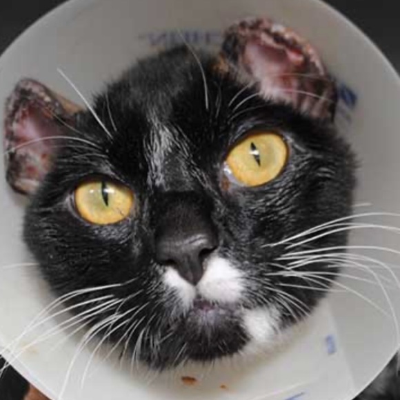 BE A GOOD HUMAN & BE KIND TO ALL LIFE! - Picture 7 of 13